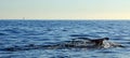 Whale Fluke / tail in Cabo San Lucas Mexico Royalty Free Stock Photo