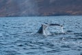 Whale fluke in waters off Dalvik, Iceland Royalty Free Stock Photo