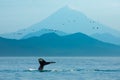 Whale flukes in blue mountains and sea in Kamchatka, Russia