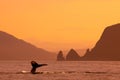 Whale flukes in sunset sea in Kamchatka, Russia