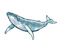 Whale full body illustration