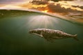 Whale in half air , half water . Royalty Free Stock Photo