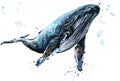 Whale. Humpback whale watercolor JPEG, PNG illustration. Royalty Free Stock Photo