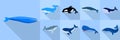 Whale icon set, flat style