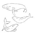 Whale ink illustrations set. Minimal simple animals drawings group. Fish sketches with white background. Vector artworks with natu