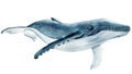 whale on isolated white background, watercolor illustration Royalty Free Stock Photo