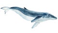 whale on isolated white background, watercolor illustration Royalty Free Stock Photo