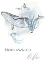 Whale, jellyfish, stingray, algae watercolor card underwater life
