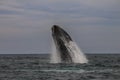 Whale Patagonia Argentina Royalty Free Stock Photo