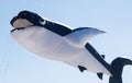 Whale kite design flying on blue sky background. Royalty Free Stock Photo