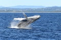 Whale landing back into the ocean after breaching. Royalty Free Stock Photo