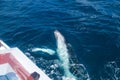 Whales at Hervey bay famous for its Whale Cruises. Royalty Free Stock Photo