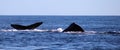 Whale at Los Cabos Mexico excellent view of family of whales at pacific ocean Royalty Free Stock Photo