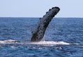 Whale at Los Cabos Mexico excellent view of family of whales at pacific ocean Royalty Free Stock Photo