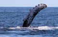 Whale at Los Cabos Mexico excellent view of family of whales at pacific ocean Royalty Free Stock Photo