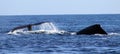 Whale at Los Cabos Mexico excellent view of family of whales at pacific ocean Royalty Free Stock Photo