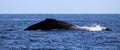 Whale at Los Cabos Mexico excellent view of family of whales at pacific ocean Royalty Free Stock Photo