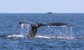 Whale at Los Cabos Mexico excellent view of family of whales at pacific ocean