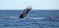 Whale at Los Cabos Mexico excellent view of family of whales at pacific ocean Royalty Free Stock Photo