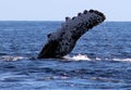 Whale at Los Cabos Mexico excellent view of family of whales at pacific ocean Royalty Free Stock Photo