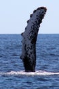 Whale at Los Cabos Mexico excellent view of family of whales at pacific ocean Royalty Free Stock Photo