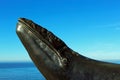 The whale model at the Cabrillo National Monument Royalty Free Stock Photo