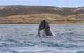 Whale Patagonia Argentina