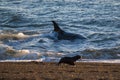 Whale Patagonia Argentina Royalty Free Stock Photo