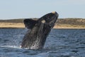 Whale , Patagonia, Argentina