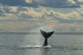 Whale,Patagonia Argentina