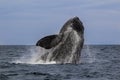 Whale Patagonia Argentina Royalty Free Stock Photo