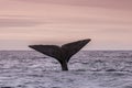 Whale Patagonia Argentina Royalty Free Stock Photo