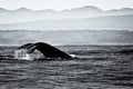 Whale at Pettenberg Bay Royalty Free Stock Photo