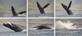 Whale photo sequence