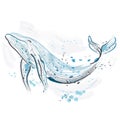 Whale. Retro hand drawn vector illustration.Card, print, t-shirt, postcard, poster. Royalty Free Stock Photo