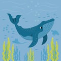 whale sealife underwater