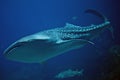 Whale Shark Royalty Free Stock Photo