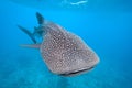 Whale shark Royalty Free Stock Photo