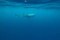 Whale shark Royalty Free Stock Photo