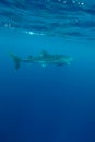 Whale shark Royalty Free Stock Photo