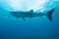 Whale shark Royalty Free Stock Photo