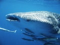 Whale shark Royalty Free Stock Photo