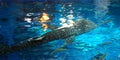 Whale Shark above water point of view