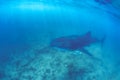 Whale shark and beautiful underwater scene with marine life in sunlight in the blue sea. Snorkeling and scuba Maldives underwater Royalty Free Stock Photo