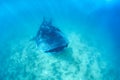 Whale shark and beautiful underwater scene with marine life in sunlight in the blue sea. Snorkeling and scuba Maldives underwater Royalty Free Stock Photo