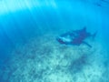 Whale shark and beautiful underwater scene with marine life in sunlight in the blue sea. Snorkeling and scuba Maldives underwater Royalty Free Stock Photo