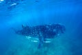 Whale shark and beautiful underwater scene with marine life in sunlight in the blue sea. Snorkeling and scuba Maldives underwater Royalty Free Stock Photo