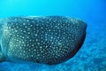 Whale Shark Royalty Free Stock Photo