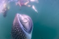 Whale Shark approaching a diver underwater in Baja California Royalty Free Stock Photo