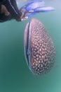 Whale Shark approaching a diver underwater in Baja California Royalty Free Stock Photo